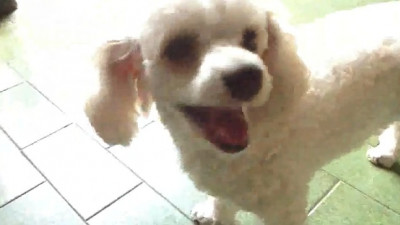 킴스하우스 겸둥이 루루와 캔디의 개싸움 ㅋㅋㅋ